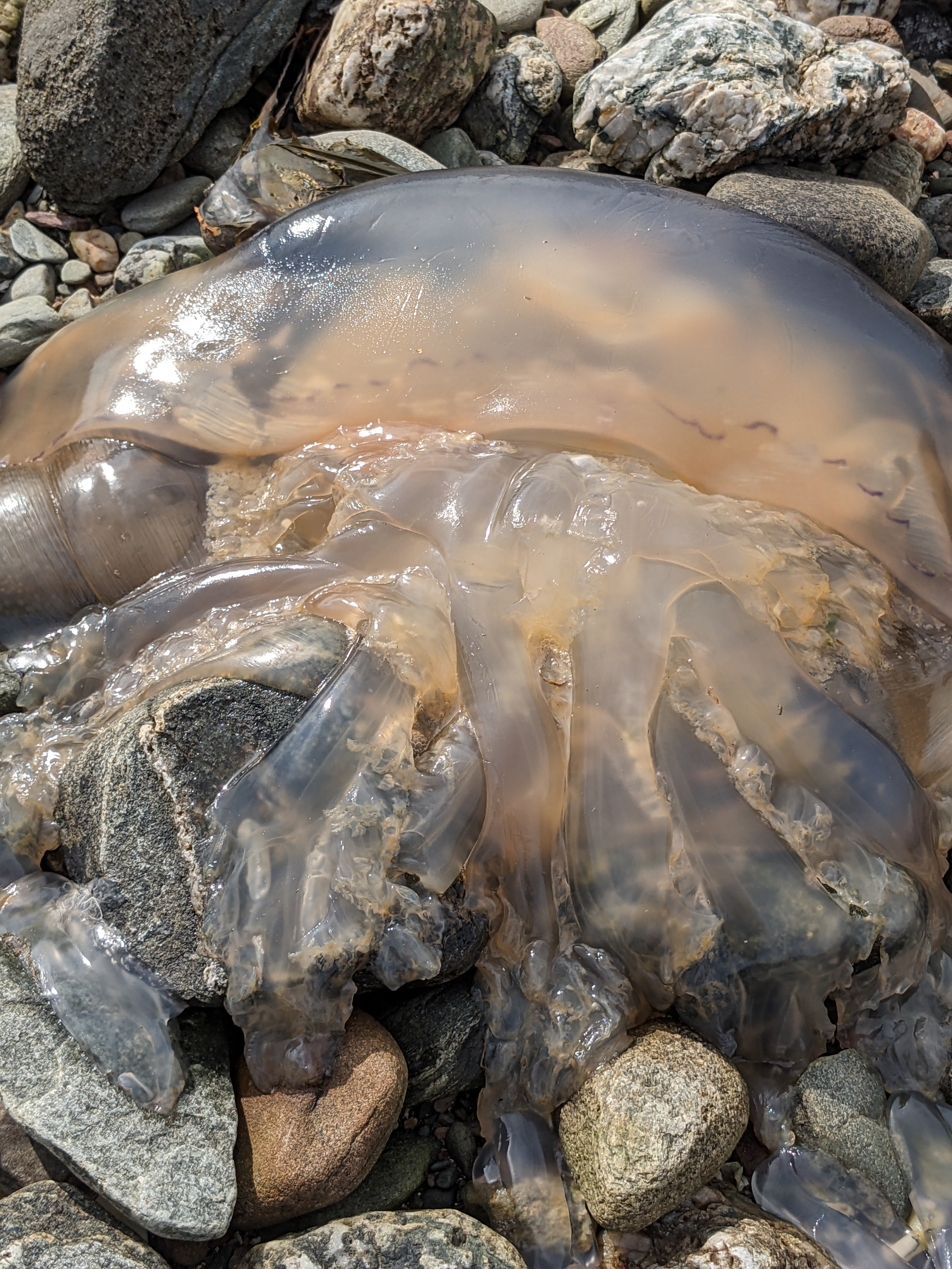 Jelly Fish9